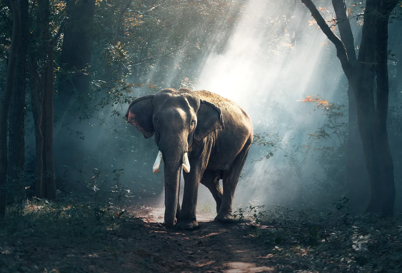 Animal World Channels